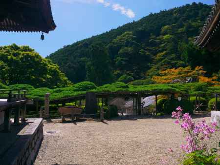 善峯寺の遊龍の松と秋明菊