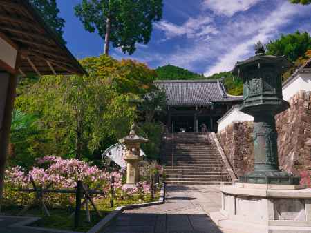 善峯寺の観音堂と秋明菊