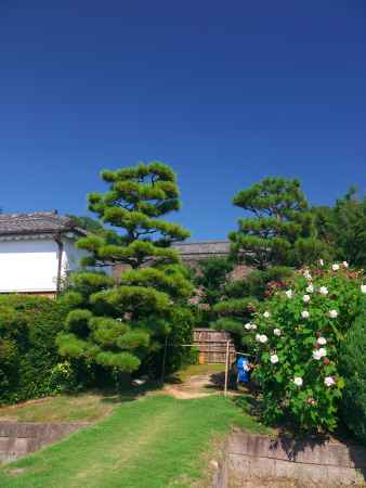 伊佐家住宅のフヨウ