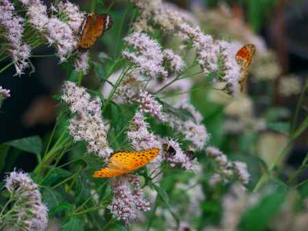 藤袴とベニヒョウモン