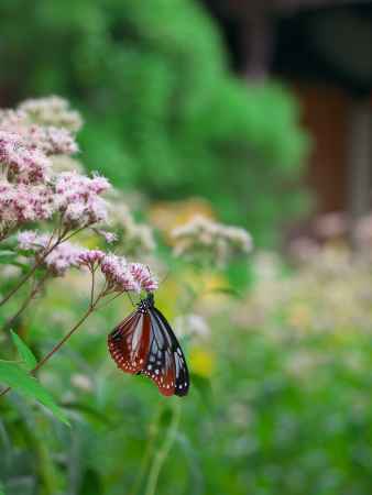 行願寺の藤袴とアサギマダラ