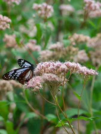 行願寺の藤袴とアサギマダラ