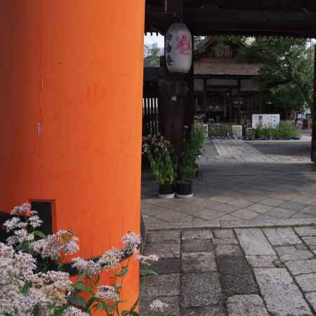 下御霊神社の藤袴
