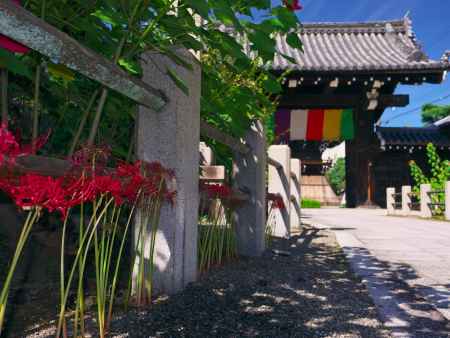 妙蓮寺の彼岸花