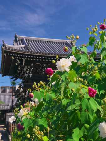 妙蓮寺鐘楼とフヨウ