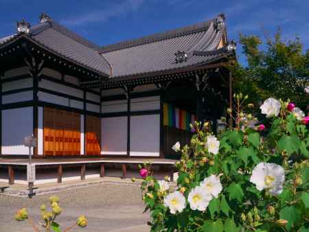 妙蓮寺本堂前のフヨウ