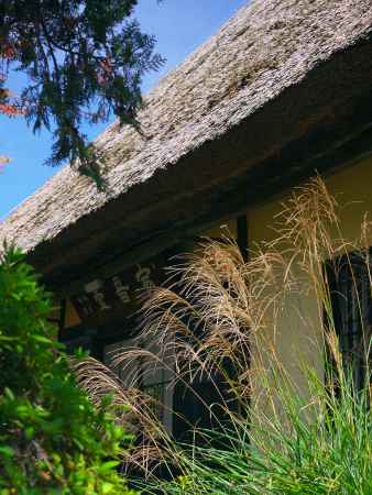 瑞光寺の茅葺屋根とススキ