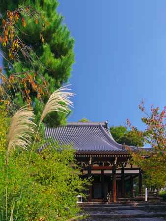 宝塔寺本堂とススキ