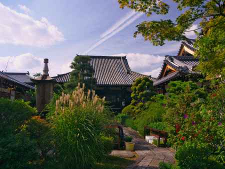法華寺の風に揺れるススキの秋景色