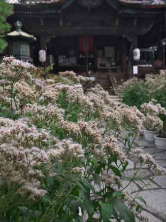 行願寺本堂前のフジバカマ