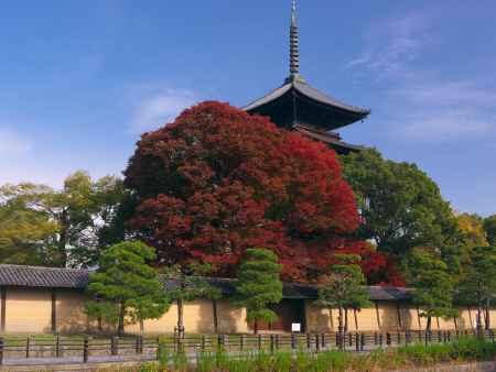 東寺五重塔と紅葉