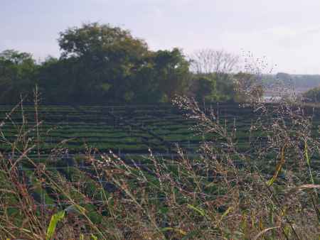 朝露に濡れる木津川の茶畑