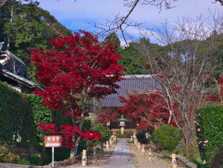 大御堂観音寺の紅葉