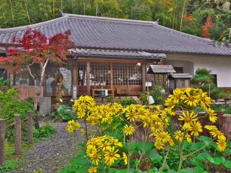地蔵禅院のツワブキ