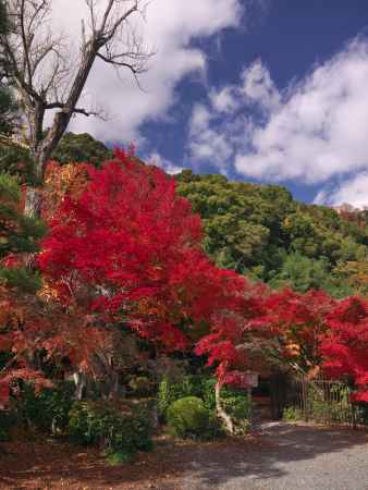 善法律寺の紅葉1
