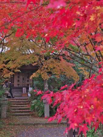善法律寺の紅葉2