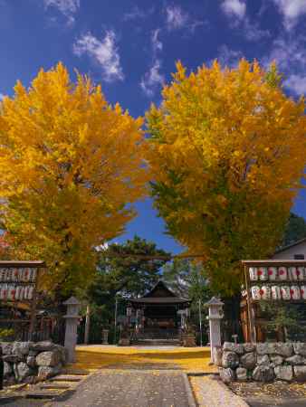 與杼神社の大銀杏