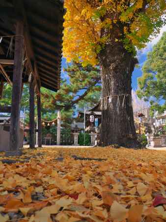 與杼神社の大銀杏