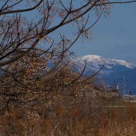 栴檀（センダン）と積雪の山並み
