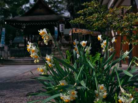 與杼神社の水仙