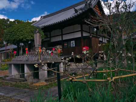 恵心院のミツマタ