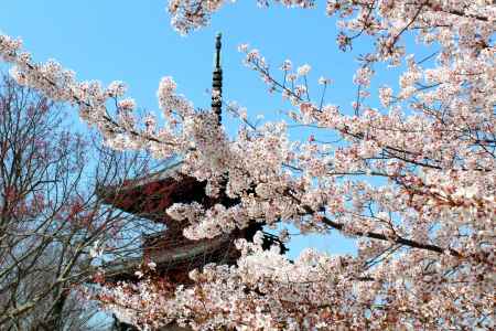 真如堂の桜