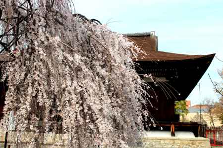 千本釈迦堂の桜