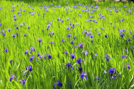 大田神社のカキツバタ