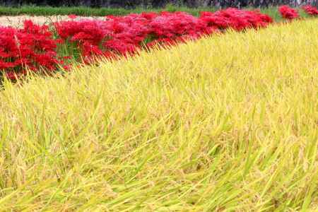嵯峨野のヒガンバナ