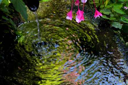 三千院のシュウカイドウ
