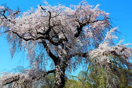 京都１本桜、円山公園