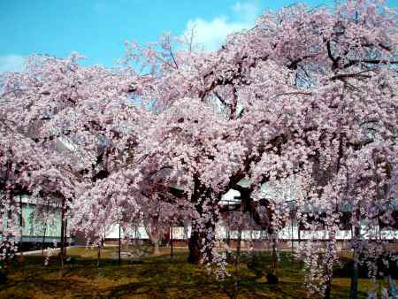 京都一本桜４、醍醐寺