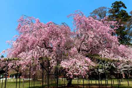 京都一本桜１１、上賀茂神社