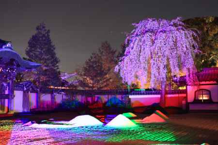 京都一本桜１９、高台寺