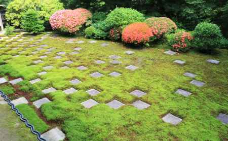 東福寺のサツキ２