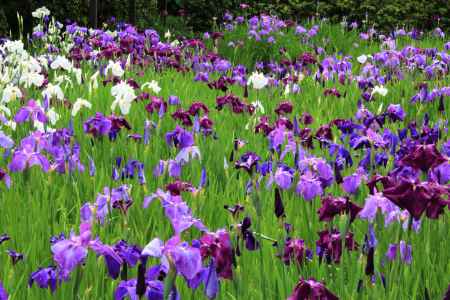 梅宮大社のハナショウブ