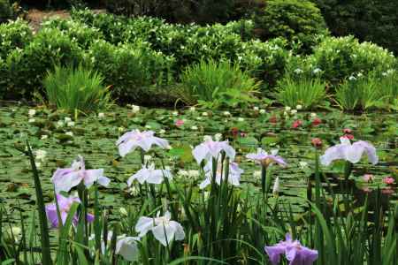 勧修寺のハナショウブ