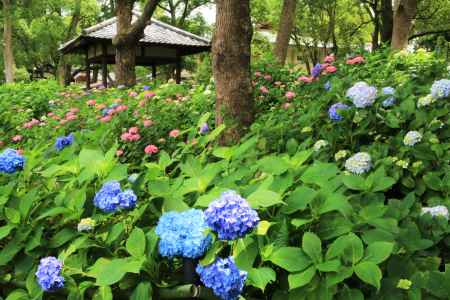 藤森神社のアジサイ２