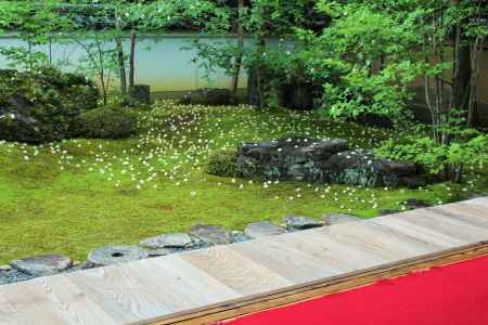 妙心寺東林院の沙羅双樹