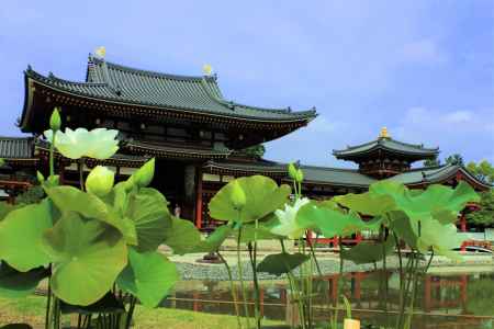 平等院のハス