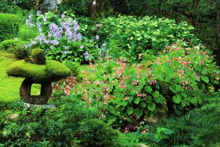 三千院の秋海棠