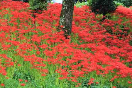 大原の彼岸花２