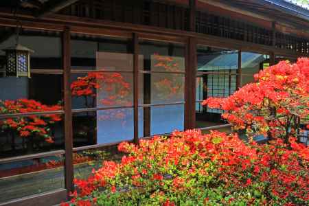 妙心寺大心院のキリシマツツジ