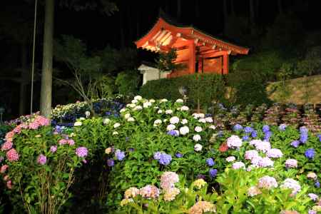 三室戸寺のアジサイ３