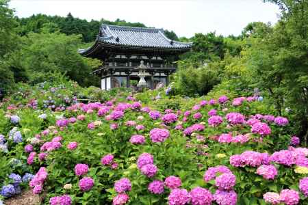 観音寺のアジサイ
