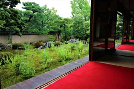 東福寺天得院のキキョウ２