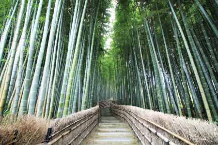 あだし野念仏寺の竹林