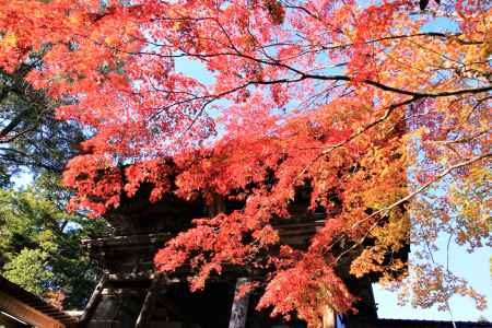 神護寺の紅葉