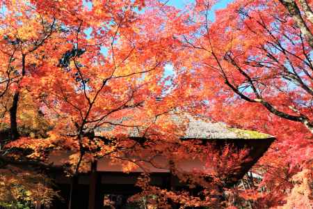 常寂光寺の紅葉