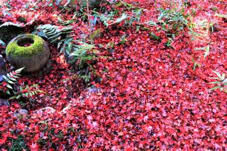 厭離庵の散り紅葉